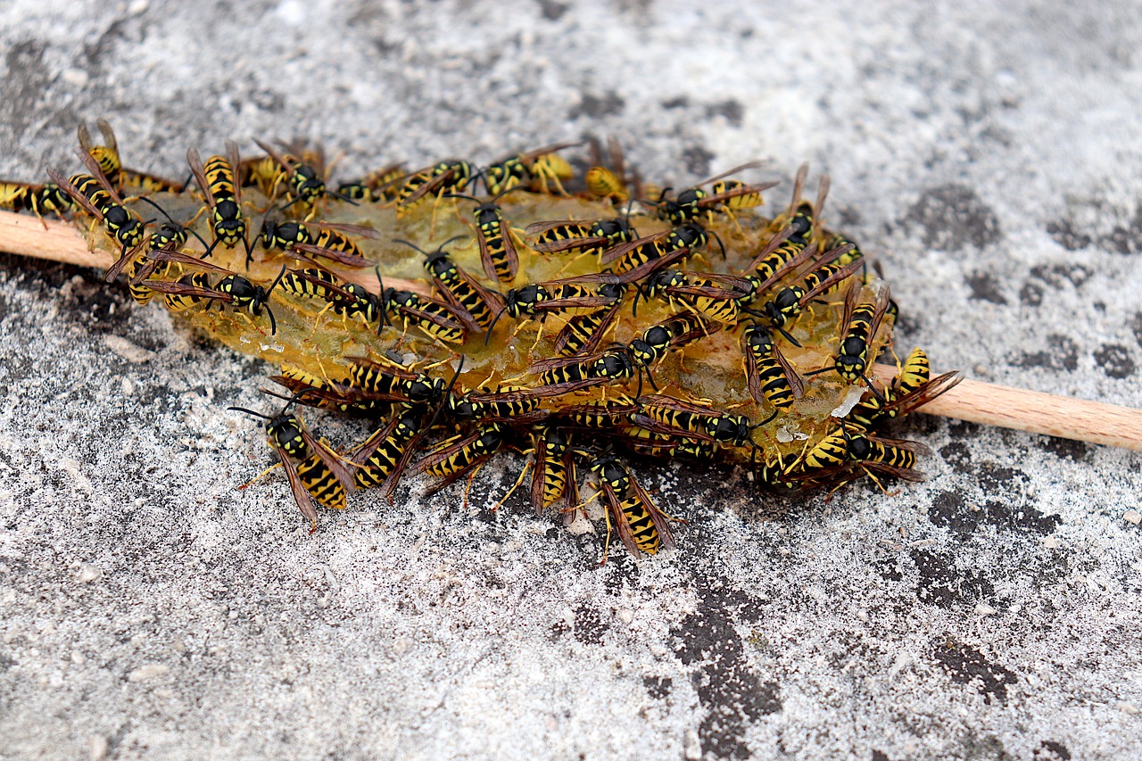 Vespe in giardino? ecco cosa fare (e cosa non fare assolutamente)